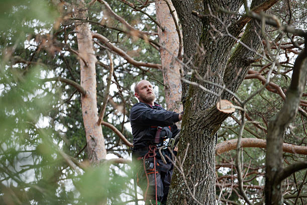 How Our Tree Care Process Works  in  Flora, MS